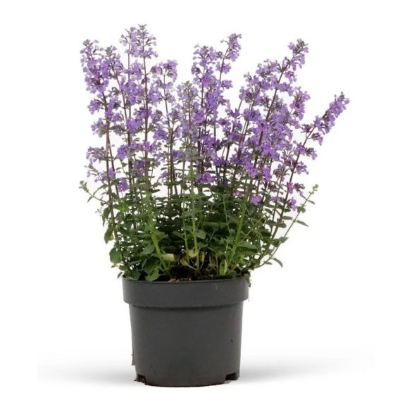 Nepeta × faassenii - Kerti macskamenta cs9