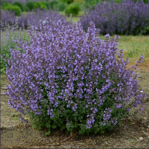 Nepeta × faassenii - Kerti macskamenta cs9
