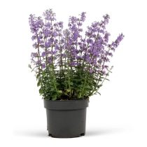 Nepeta × faassenii - Kerti macskamenta 2L