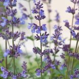 Nepeta × faassenii - Kerti macskamenta 2L