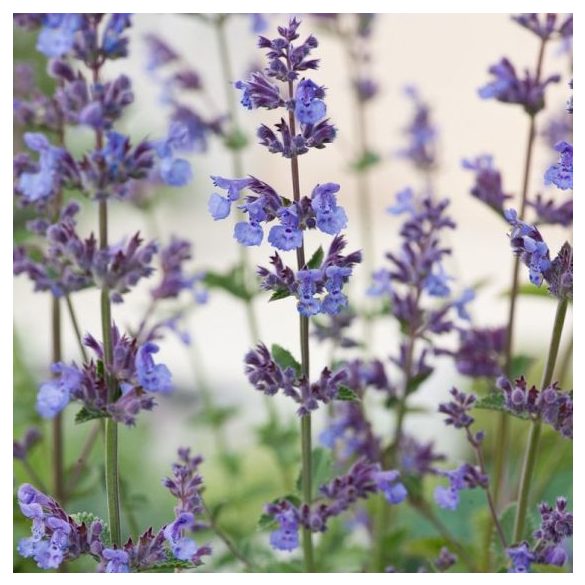 Nepeta × faassenii - Kerti macskamenta 2L