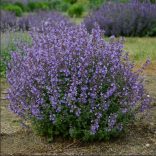 Nepeta × faassenii - Kerti macskamenta 2L