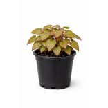 Epimedium domino - Püspöksüveg cs9