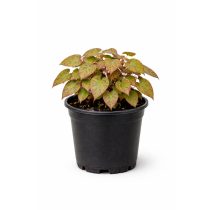 Epimedium domino - Püspöksüveg cs9