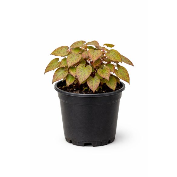 Epimedium domino - Püspöksüveg cs9