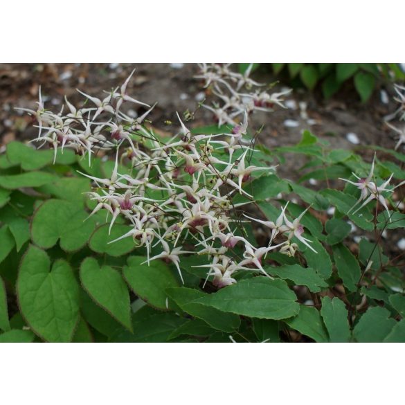 Epimedium domino - Püspöksüveg cs9