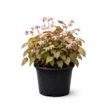 Epimedium domino - Püspöksüveg 2L