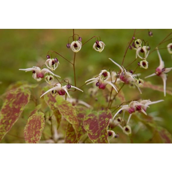 Epimedium domino - Püspöksüveg 2L