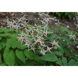Epimedium domino - Püspöksüveg 2L