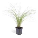 Stipa tenuissima 'Pony Tails' - Mexikói árvalányhaj cs9