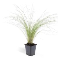  Stipa tenuissima 'Pony Tails' - Mexikói árvalányhaj cs9