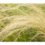 Stipa tenuissima 'Pony Tails' - Mexikói árvalányhaj cs9
