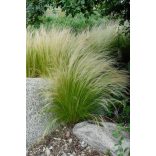 Stipa tenuissima 'Pony Tails' - Mexikói árvalányhaj cs9