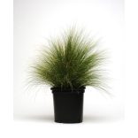 Stipa tenuissima 'Pony Tails' - Mexikói árvalányhaj 1L
