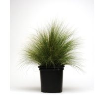   Stipa tenuissima 'Pony Tails' - Mexikói árvalányhaj 1L