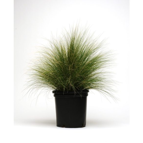 Stipa tenuissima 'Pony Tails' - Mexikói árvalányhaj 1L