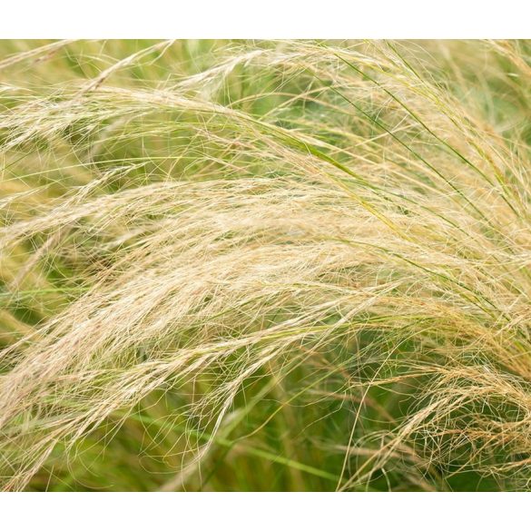 Stipa tenuissima 'Pony Tails' - Mexikói árvalányhaj 1L
