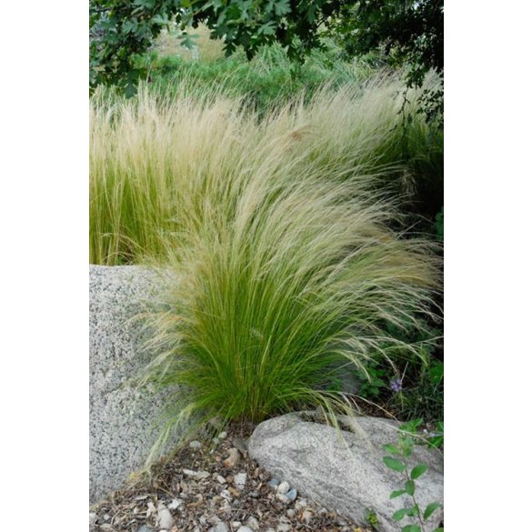 Stipa tenuissima 'Pony Tails' - Mexikói árvalányhaj 1L