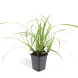 Carex morrowii 'Vanilla Ice' – Sás cs9