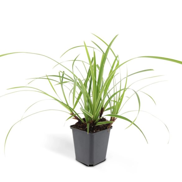 Carex morrowii 'Vanilla Ice' – Sás cs9