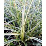 Carex morrowii 'Vanilla Ice' – Sás cs9