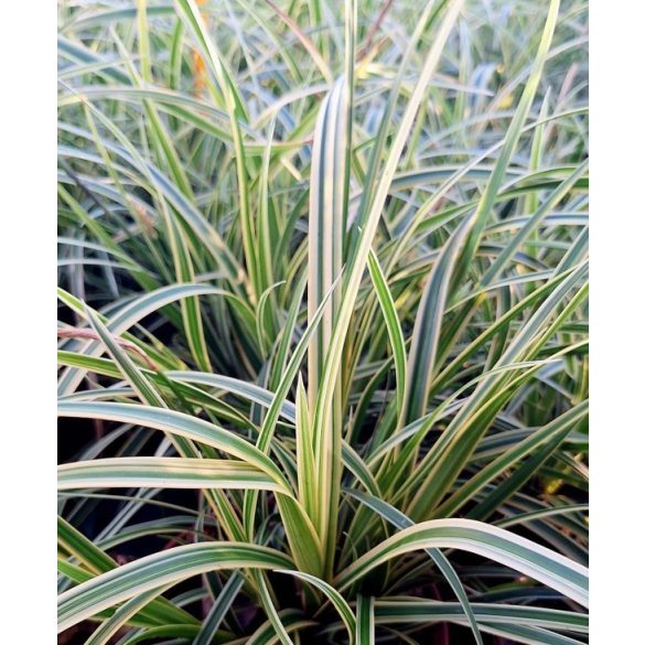 Carex morrowii 'Vanilla Ice' – Sás cs9