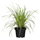 Carex morrowii 'Vanilla Ice' – Sás  1L