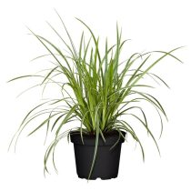 Carex morrowii 'Vanilla Ice' – Sás  1L