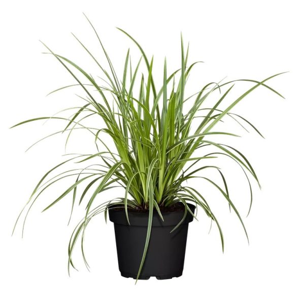 Carex morrowii 'Vanilla Ice' – Sás  1L