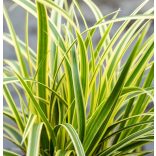 Carex morrowii 'Vanilla Ice' – Sás  1L