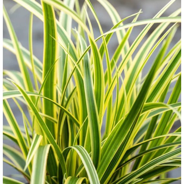 Carex morrowii 'Vanilla Ice' – Sás  1L