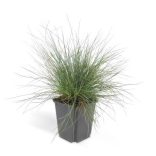 Festuca glauca 'Elijah Blue' - Deres csenkesz cs9