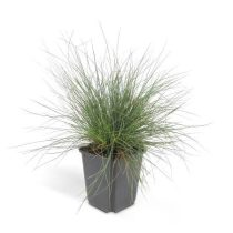 Festuca glauca 'Elijah Blue' - Deres csenkesz cs9