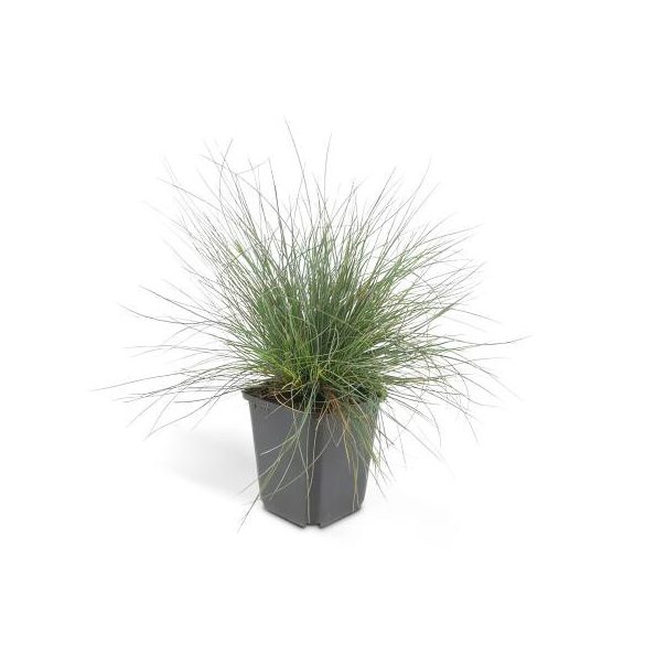 Festuca glauca 'Elijah Blue' - Deres csenkesz cs9