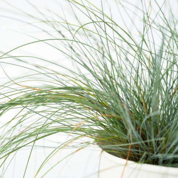 Festuca glauca 'Elijah Blue' - Deres csenkesz cs9