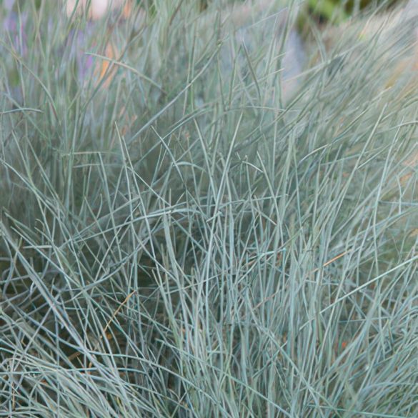 Festuca glauca 'Elijah Blue' - Deres csenkesz cs9