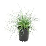 Festuca glauca 'Elijah Blue' - Deres csenkesz 1L
