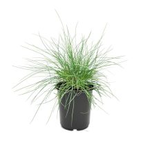 Festuca glauca 'Elijah Blue' - Deres csenkesz 1L