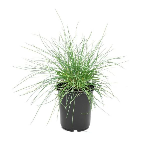 Festuca glauca 'Elijah Blue' - Deres csenkesz 1L