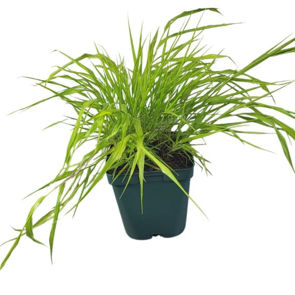 Hakonechloa macra 'Aureola' – Szálkafű cs9