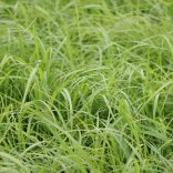 Hakonechloa macra 'Aureola' – Szálkafű cs9