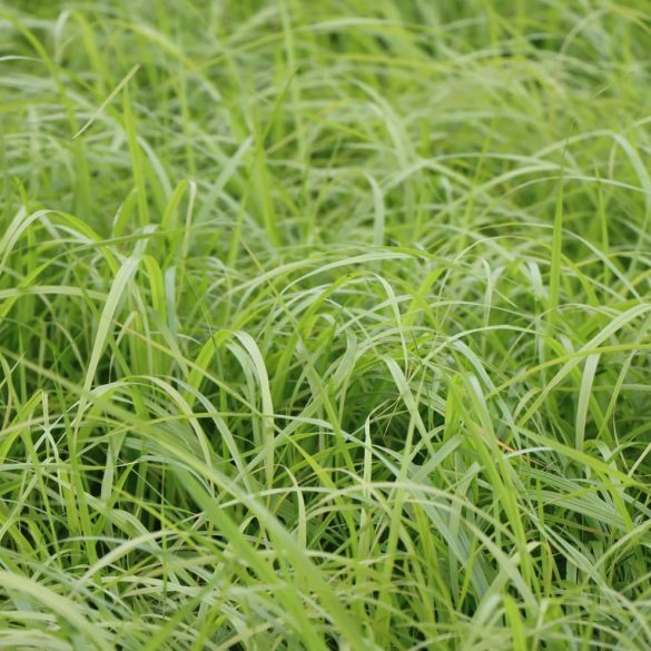 Hakonechloa macra 'Aureola' – Szálkafű cs9