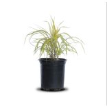 Hakonechloa macra 'Aureola' – Szálkafű 1L