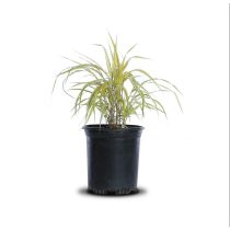 Hakonechloa macra 'Aureola' – Szálkafű 1L
