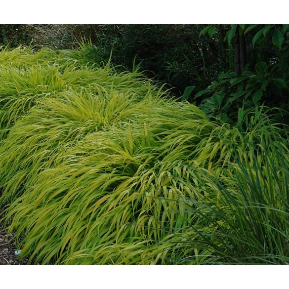 Hakonechloa macra 'Aureola' – Szálkafű 1L