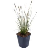Pennisetum alopecuroides 'Little Bunny' - Törpe tollborzfű cs9