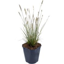   Pennisetum alopecuroides 'Little Bunny' - Törpe tollborzfű cs9