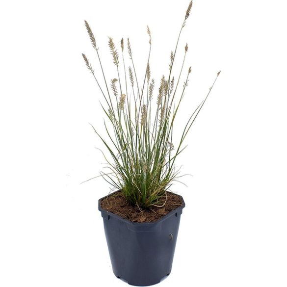 Pennisetum alopecuroides 'Little Bunny' - Törpe tollborzfű cs9