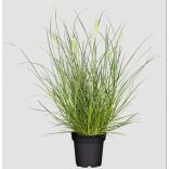 Pennisetum alopecuroides 'Little Bunny' - Törpe tollborzfű 1L