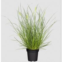   Pennisetum alopecuroides 'Little Bunny' - Törpe tollborzfű 1L